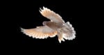 A light brown pigeon with translucent, sunlit wings is captured in mid-flight against a solid black background.