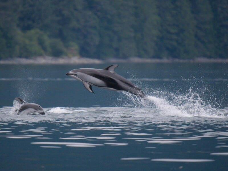 Two dolphins leap from the water against a backdrop of a forested shoreline.