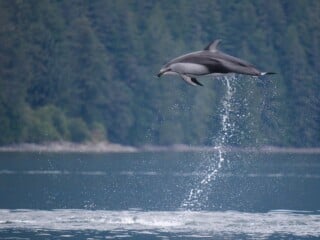 A Pacific white-sided dolphin leaps high out of the water, with water droplets spraying from its tail against a backdrop of a forested shoreline.