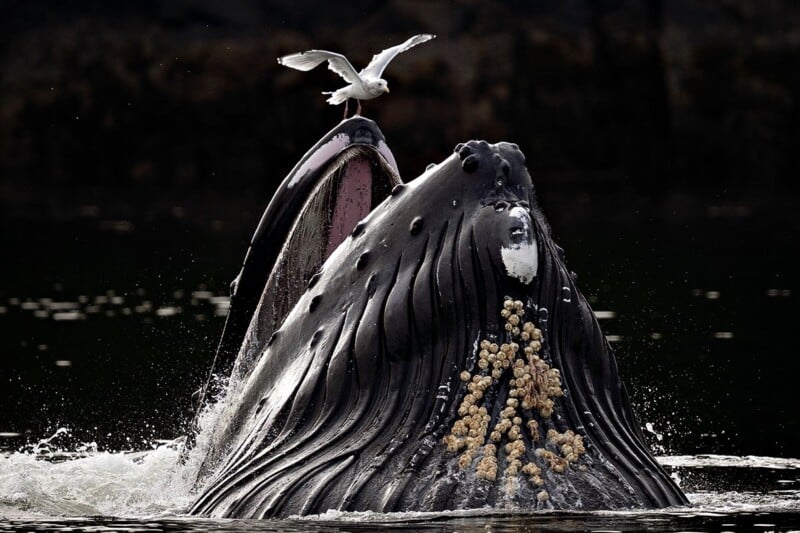 A humpback whale breaches the water with its mouth open, while a seagull stands on the tip of its upper jaw.