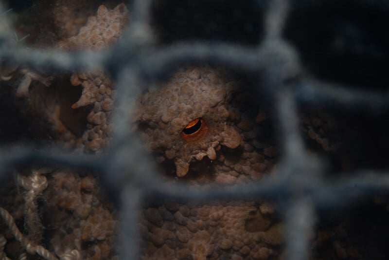 An octopus with a bright orange eye peers through the dark, square mesh of a fishing net.