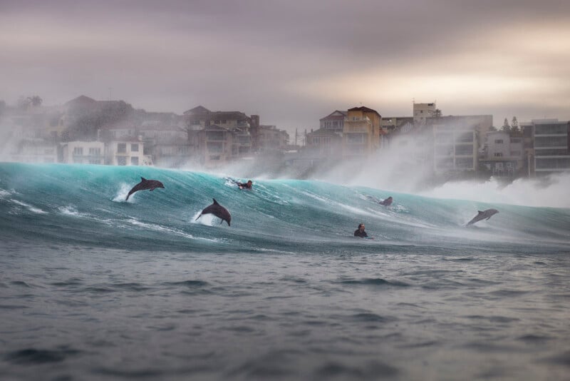 Several dolphins leap through a large, turquoise breaking wave alongside surfers in the ocean near a coastal town.