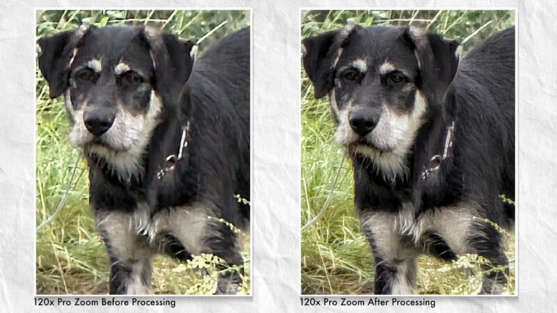 A side-by-side comparison of a dog in tall grass, showing a blurry "Before Processing" image on the left and a sharper, clearer "After Processing" image on the right.