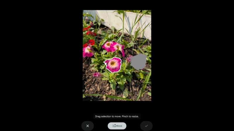 A pink petunia flower is highlighted with a white outline in a garden bed with other flowers and soil.