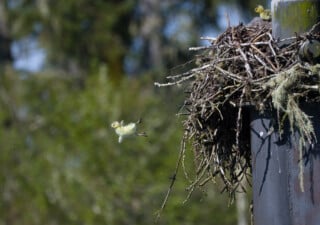A fluffy yellow gosling leaps from a large stick nest perched atop a tall, dark pole, while another gosling watches from the edge.