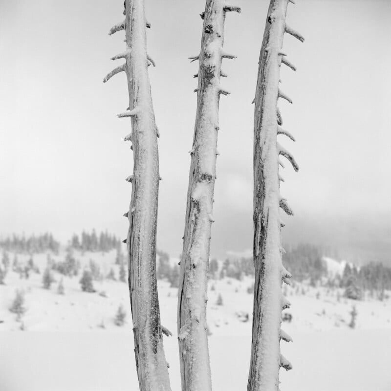 Three snow-covered, leafless tree trunks stand in the foreground against a blurred, wintry landscape.