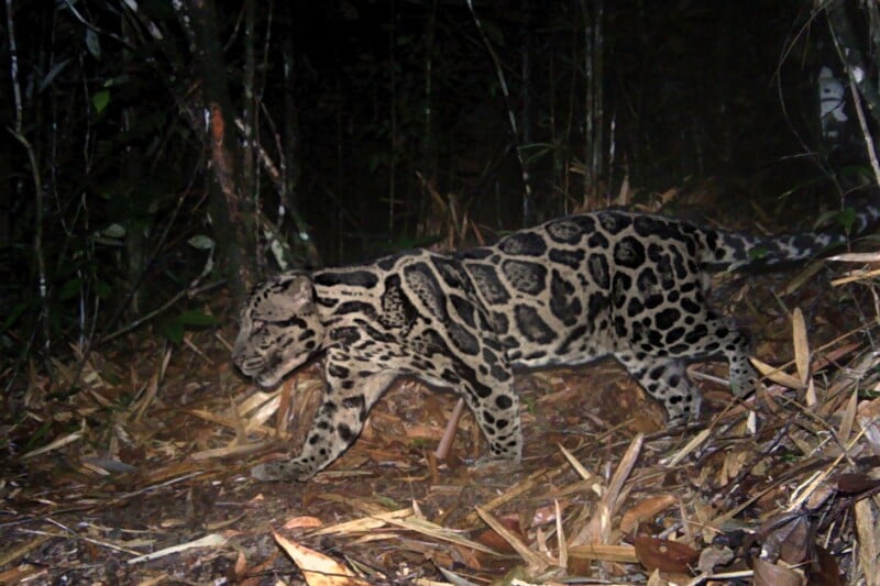 A clouded leopard walks through a dark, leaf-covered forest floor at night, captured by a camera trap.