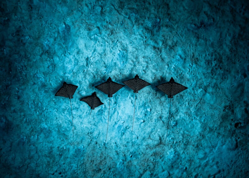 Five spotted eagle rays swim in a line over a textured, blue sandy ocean floor.