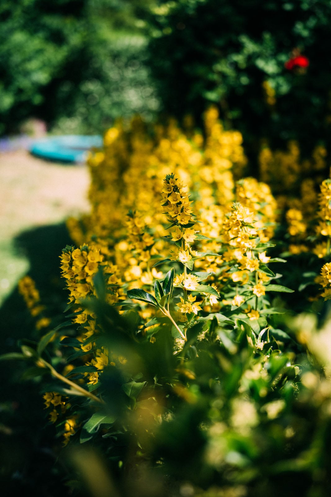 A cluster of bright yellow loosestrife flowers blooms in a garden, with a blurred background of greenery and a hint of a blue object.