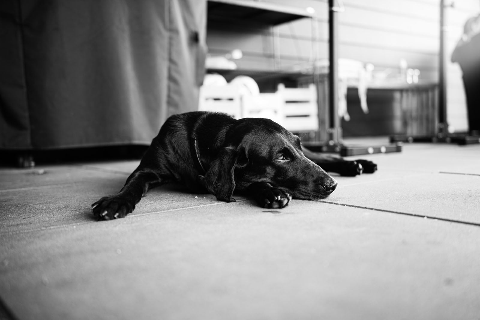A black dog lies on a concrete patio, resting its head on its front paws while looking toward the right.