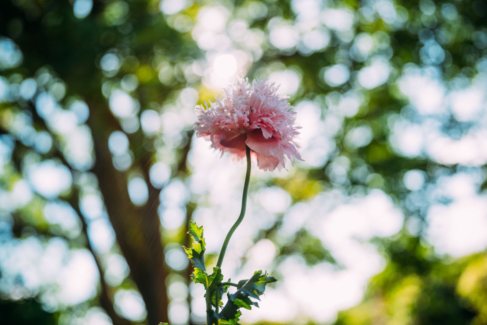 A single, ruffled pink poppy flower stands on a slender green stem against a blurred, sunlit background of green trees.