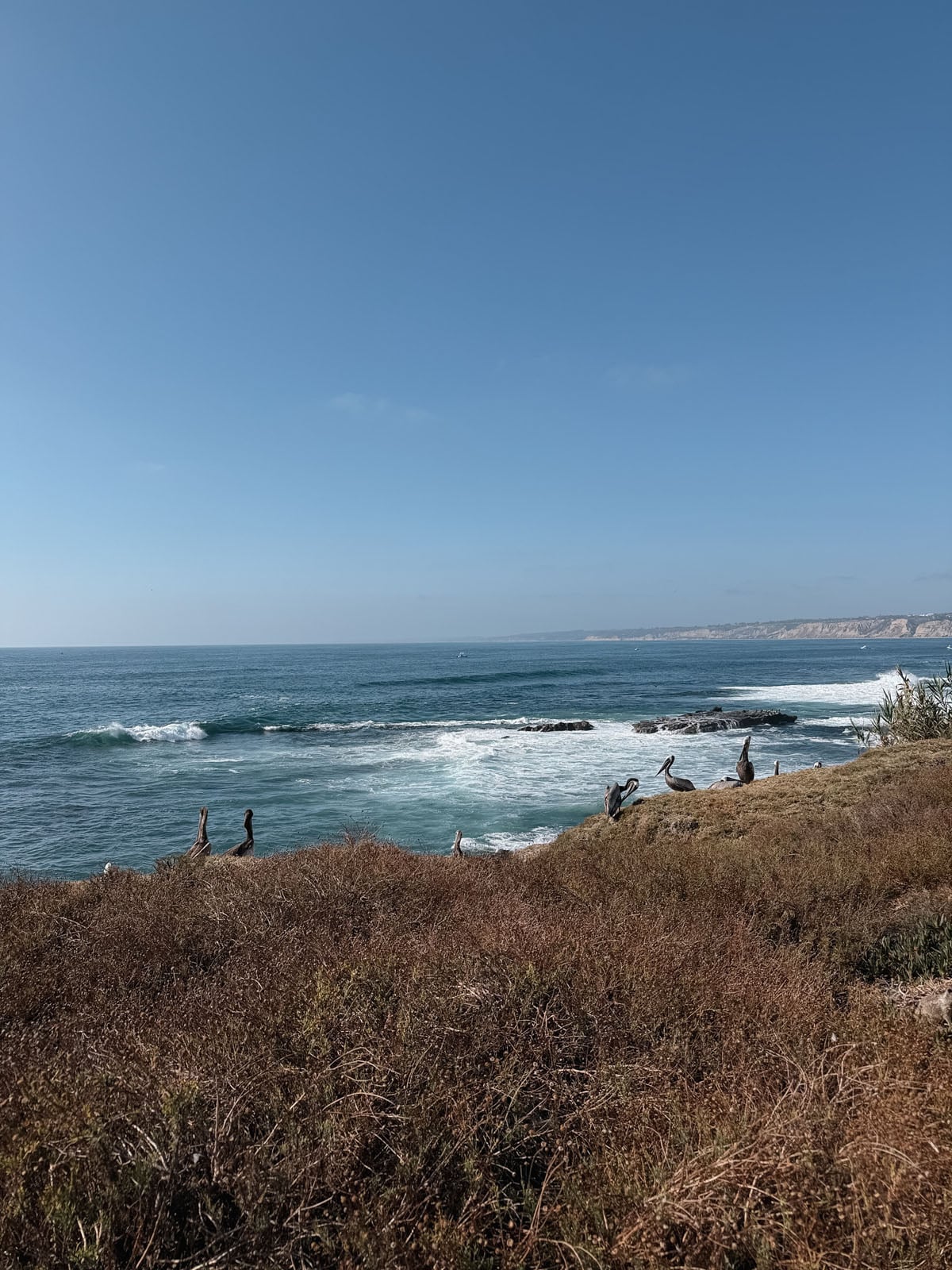 Several pelicans perch on a grassy coastal cliff overlooking the ocean under a clear blue sky.