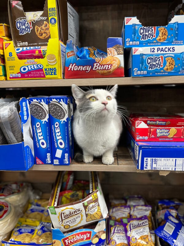 A small white and grey cat sits on a store shelf between boxes of Oreo cookies and Nutter Butter snacks.