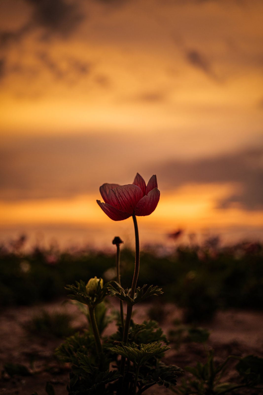 A single red anemone flower stands in a field against a vibrant, golden sunset sky.