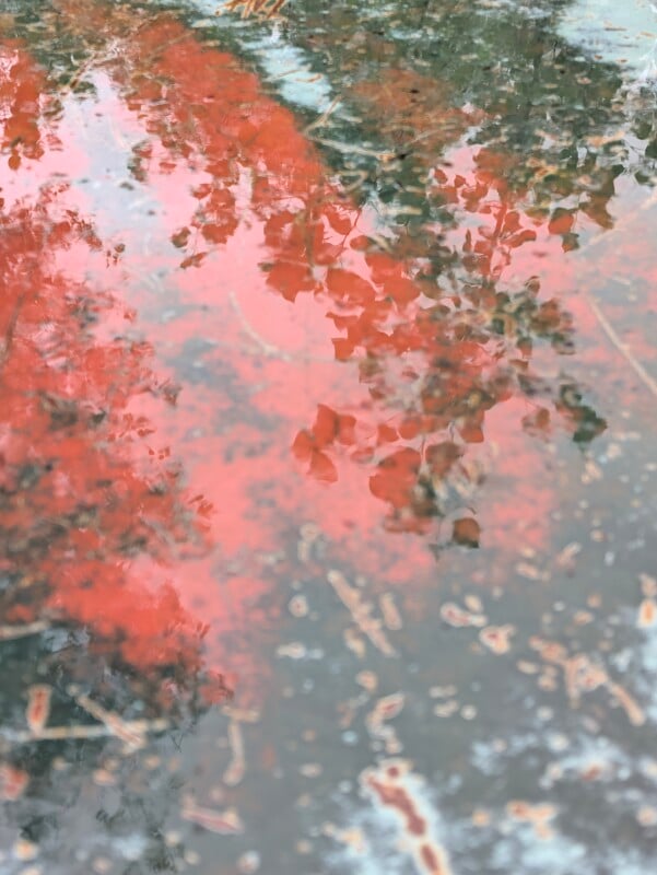 A reflection of vibrant red autumn leaves and dark tree branches appears on the rippled, murky surface of a puddle.