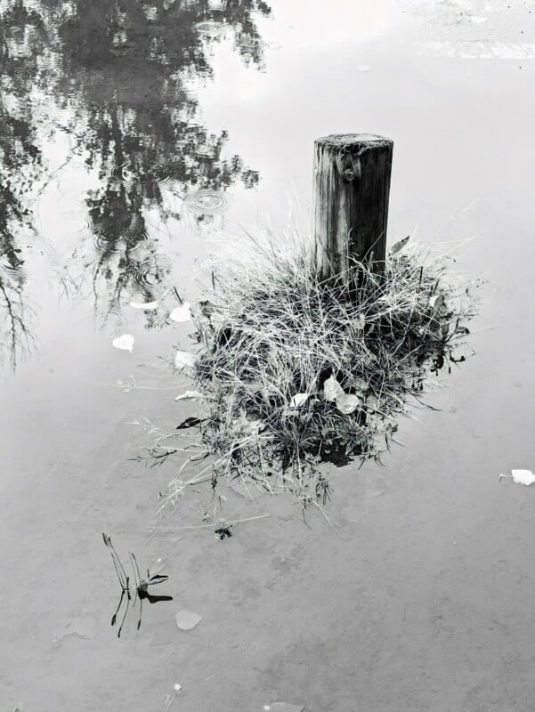 A wooden post stands in calm water, surrounded by a small patch of grass and leaves, with tree reflections visible on the surface.