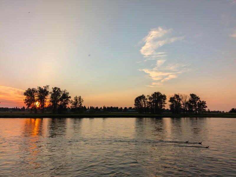 A sunset glows behind a line of trees along a riverbank, with three ducks swimming in the foreground water.