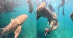 A split-screen view showing a nurse shark swimming near a snorkeler in clear blue water.