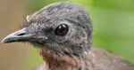 A close-up profile view of a bird with grey-brown feathers, a dark eye, and a sharp, pointed beak against a green background.