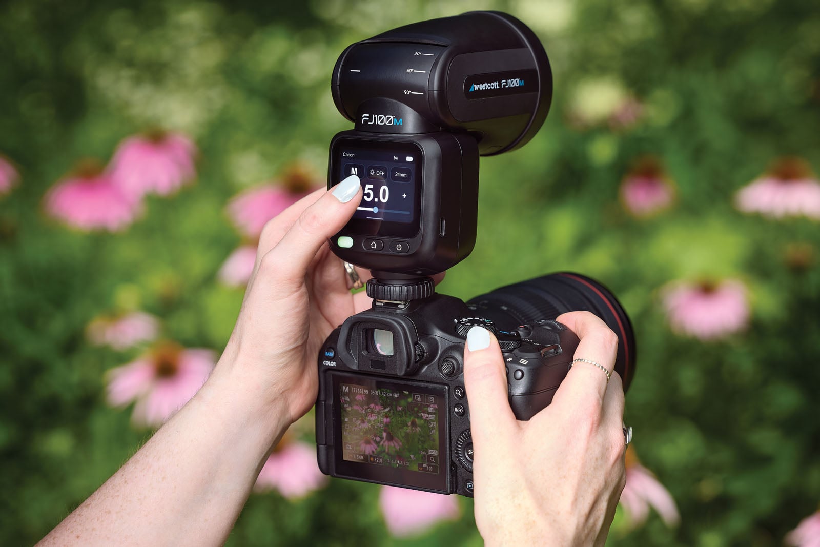 A person's hands hold a camera with a Westcott FJ100M flash attached to the hot shoe, set against a background of pink coneflowers.