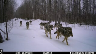 A pack of wolves travels in a line along a snow-covered path through a forest.