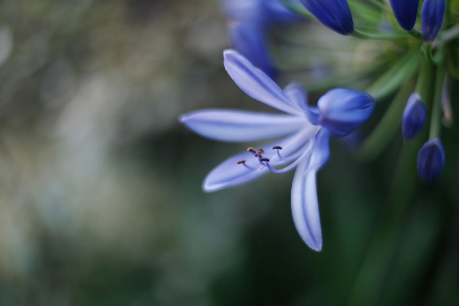 A close-up of a single blue agapanthus flower in bloom, with several unopened buds visible on the right against a soft, blurred background.
