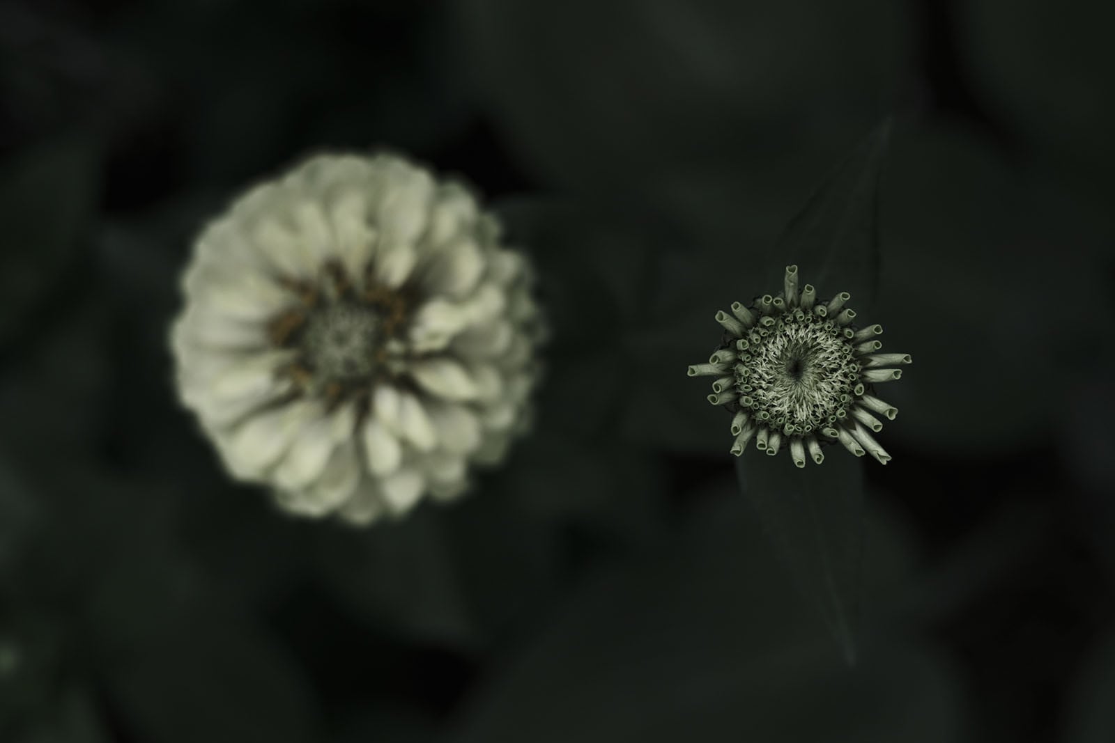 A top-down view shows a fully bloomed, pale zinnia flower next to a smaller, developing bud against a dark, blurred background.