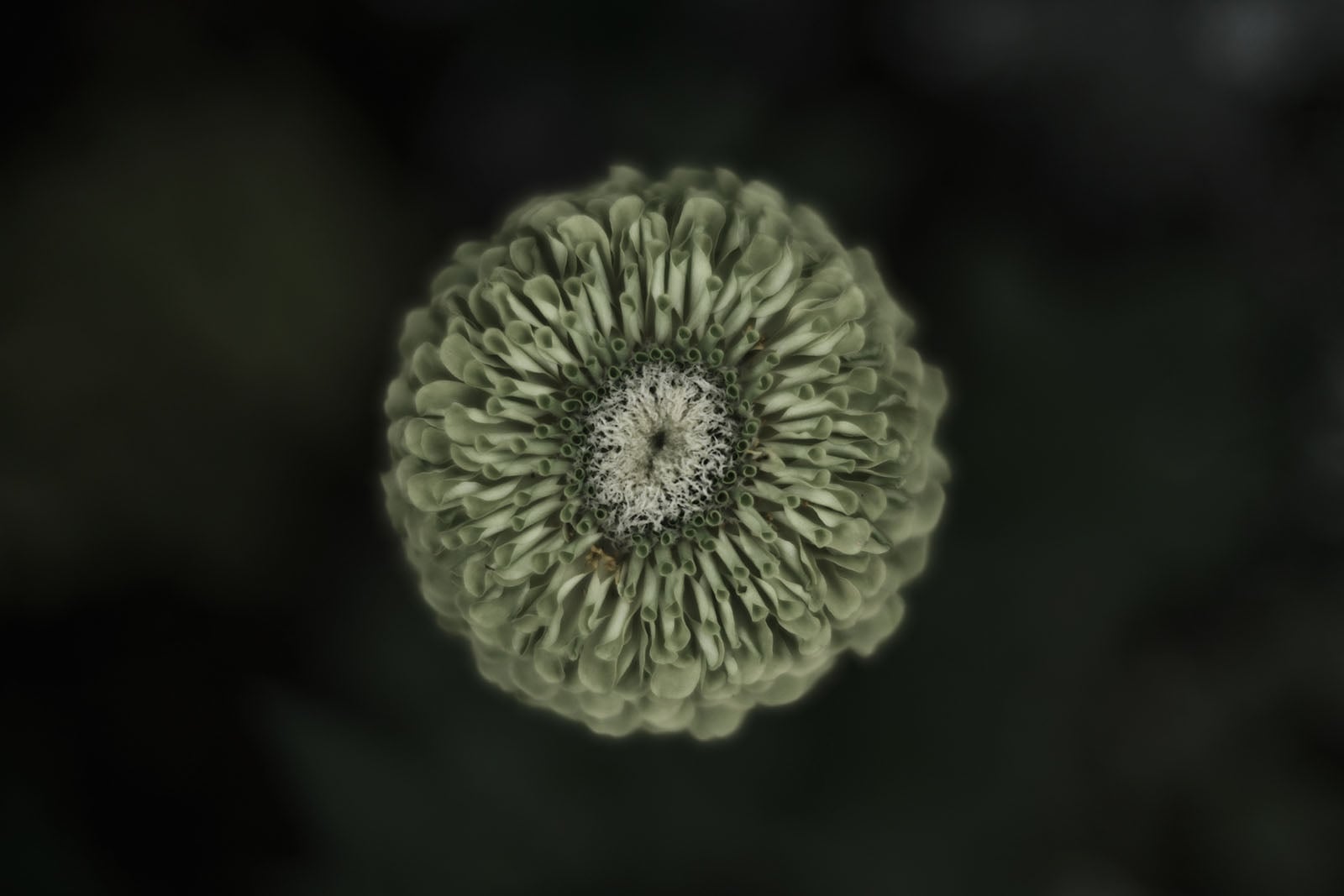 A top-down view of a pale green zinnia flower with a textured, white, circular center against a dark, blurred background.