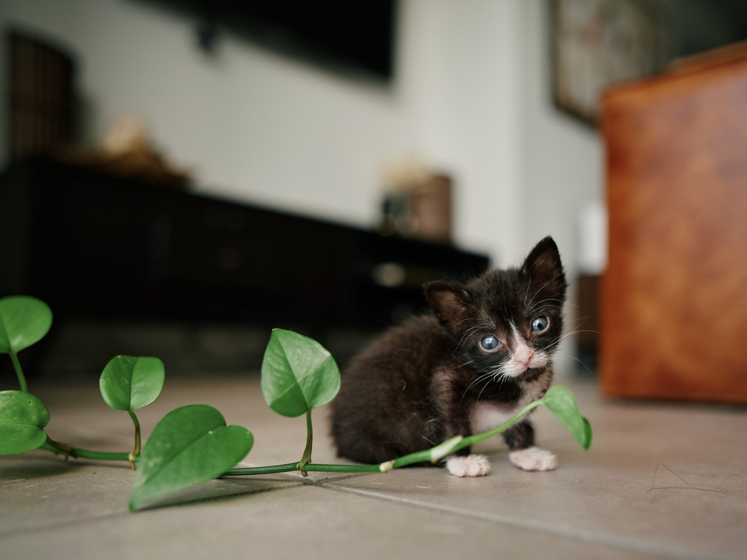 A small black and white kitten sits on a tiled floor next to a trailing green vine.