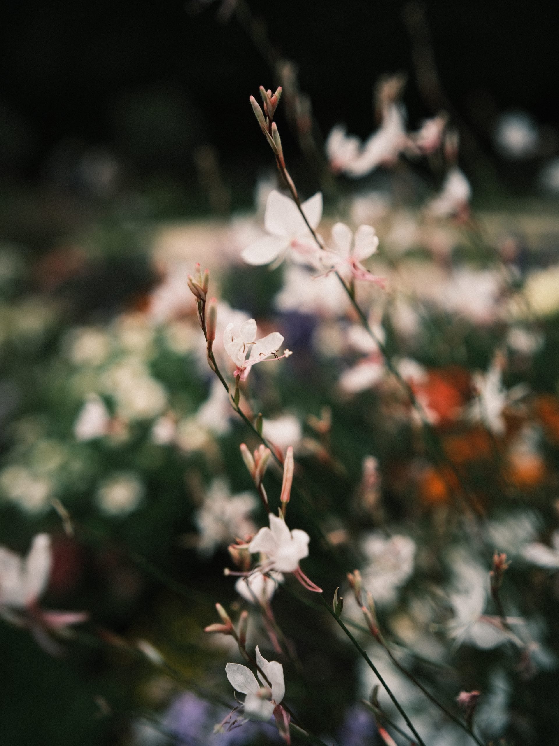 A close-up view of delicate white Gaura flowers blooming on thin, slender stems against a soft-focus, colorful garden background.