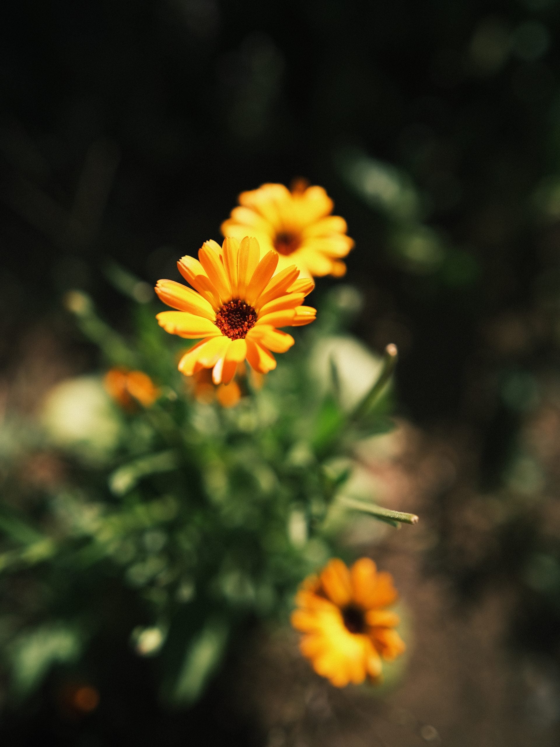 Three bright orange calendula flowers bloom against a dark, out-of-focus green background.