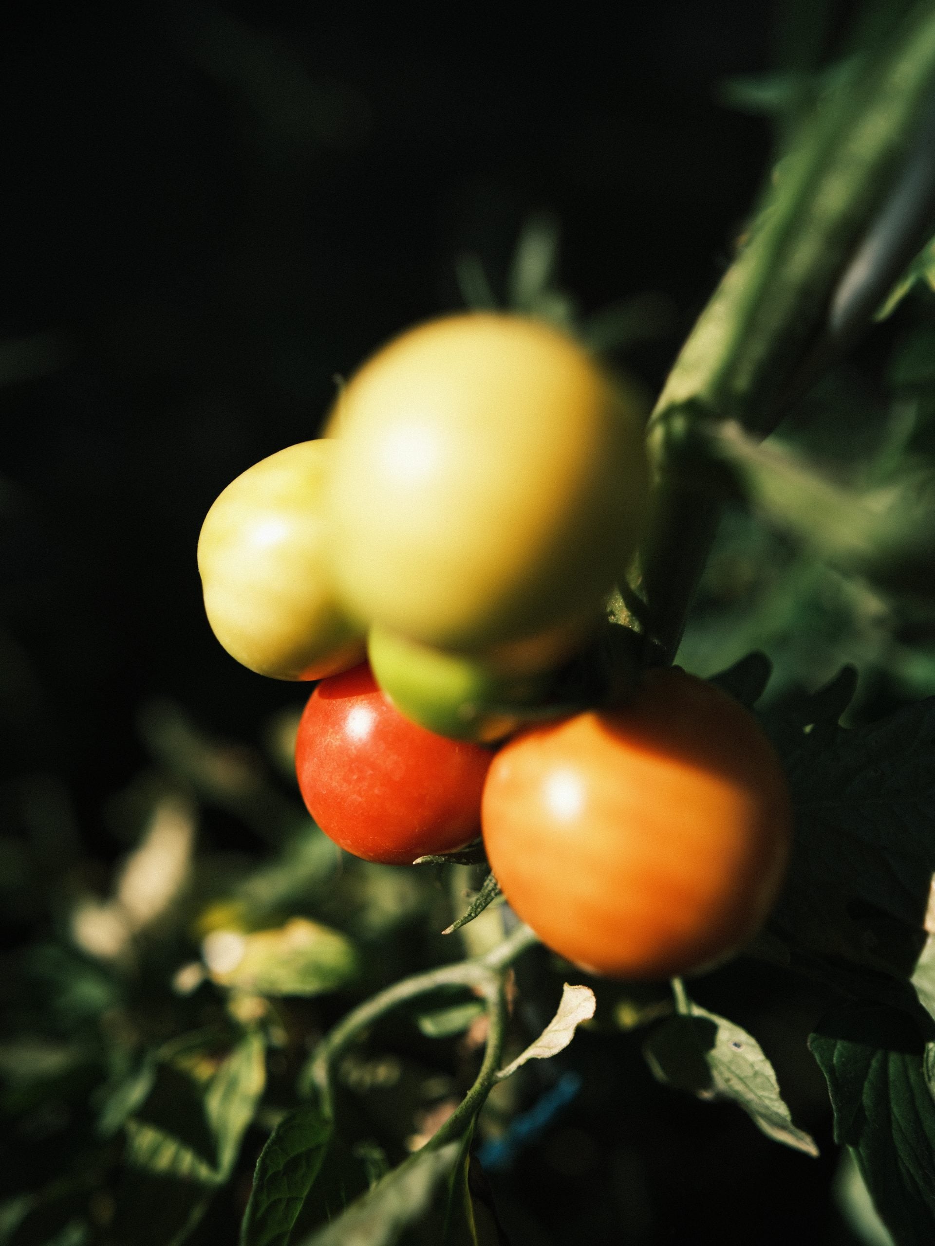 A cluster of tomatoes in various stages of ripening, ranging from green to orange and red, hangs on a vine against a dark background.
