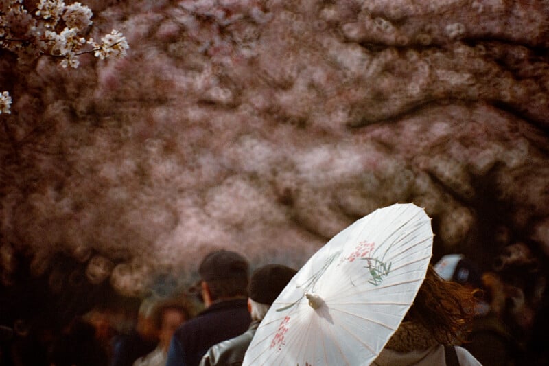 A person holds a white paper umbrella decorated with floral patterns while walking beneath a canopy of blooming cherry blossoms.