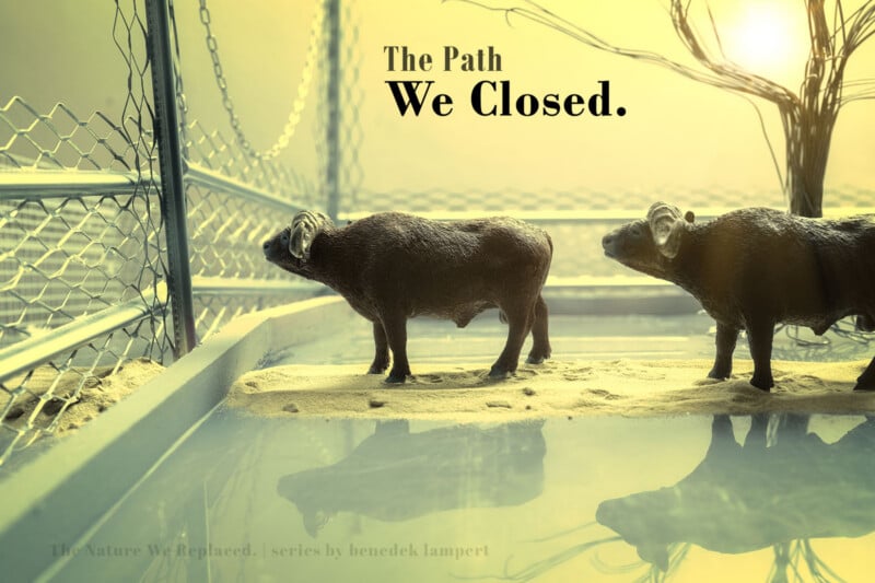 Two toy buffalo stand on a narrow strip of sand in front of a chain-link fence, with their reflections visible in the water below.