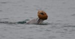 A dolphin surfaces in the water, holding a round, textured, brownish object in its mouth.