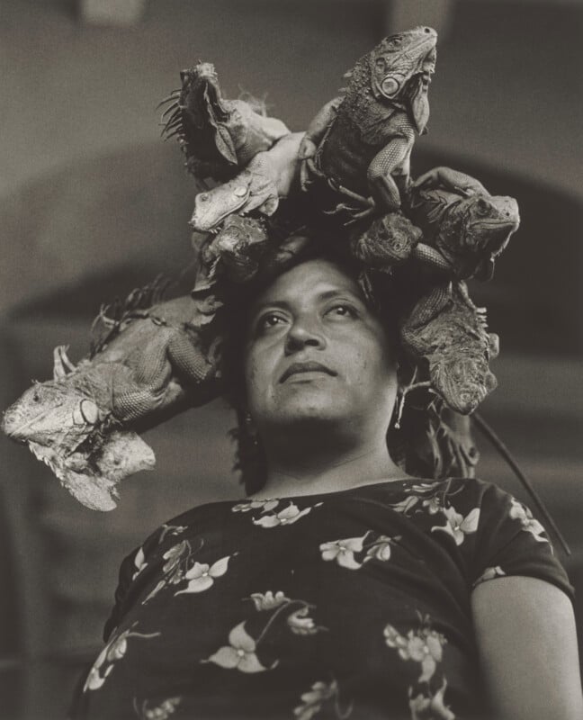 A person with a calm expression wears a large cluster of iguanas balanced on their head like a crown.