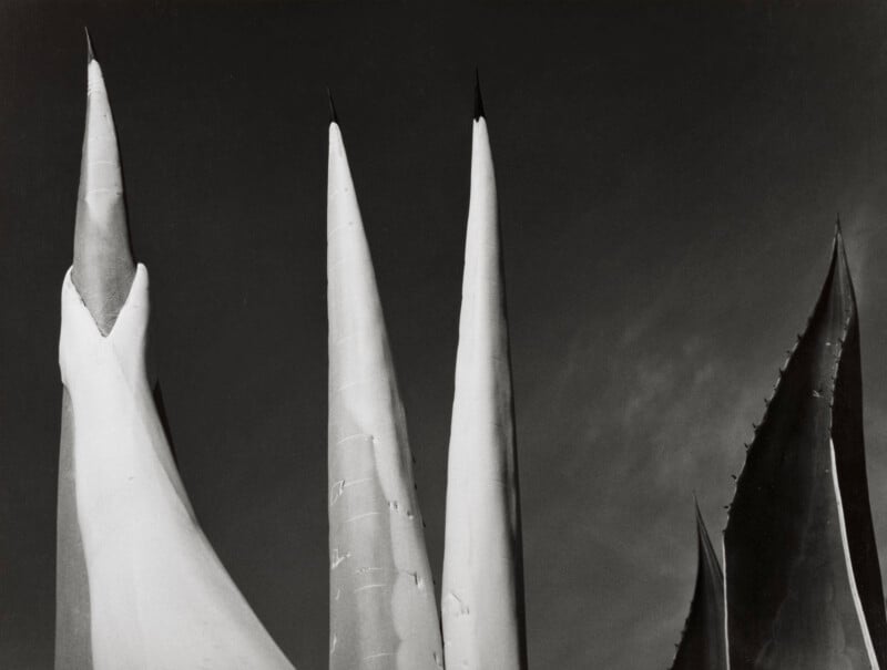 A black-and-white close-up of several sharp, pointed agave leaves reaching upward against a dark, clear sky.