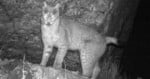 A lynx stands on a rocky surface at night, illuminated by a camera flash, with its eyes reflecting light.