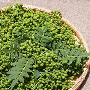 【西日本產】實山椒 花椒果實 1盒 約460克~500克