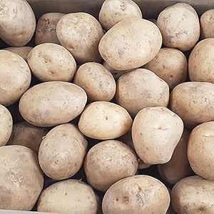 隨時発送中 馬鈴薯 新じゃがいも 國産 じゃがいも 5kg 國內 九州 県産 新ジャガイモ Lサイズ 野菜 ジャガイモ