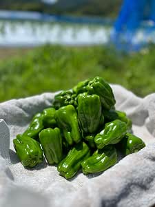 高知縣產 減農藥青椒 1千克|植田農|不易苦味生食OK|新鮮、厚實、甜味豐富|適閤家庭料理、便當、沙拉