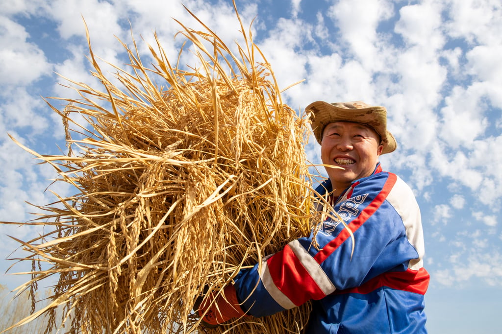 A farmer carries harvested rice in Daoxiang Village of Suihua City, northeast China’s Heilongjiang Province. Photo: Xinhua