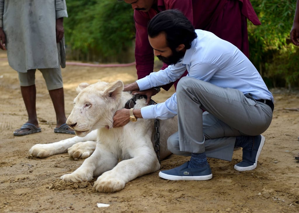 A private zoo owner and his white lion in Karachi. There are more than 100 private breeding houses in the province of Punjab. Photo: AFP