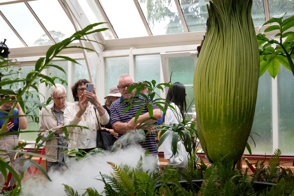 Tall, pointed and smelly, the corpse flower is scientifically known as amorphophallus titanium and is typically found in the Sumatran rainforest. Photo: AP