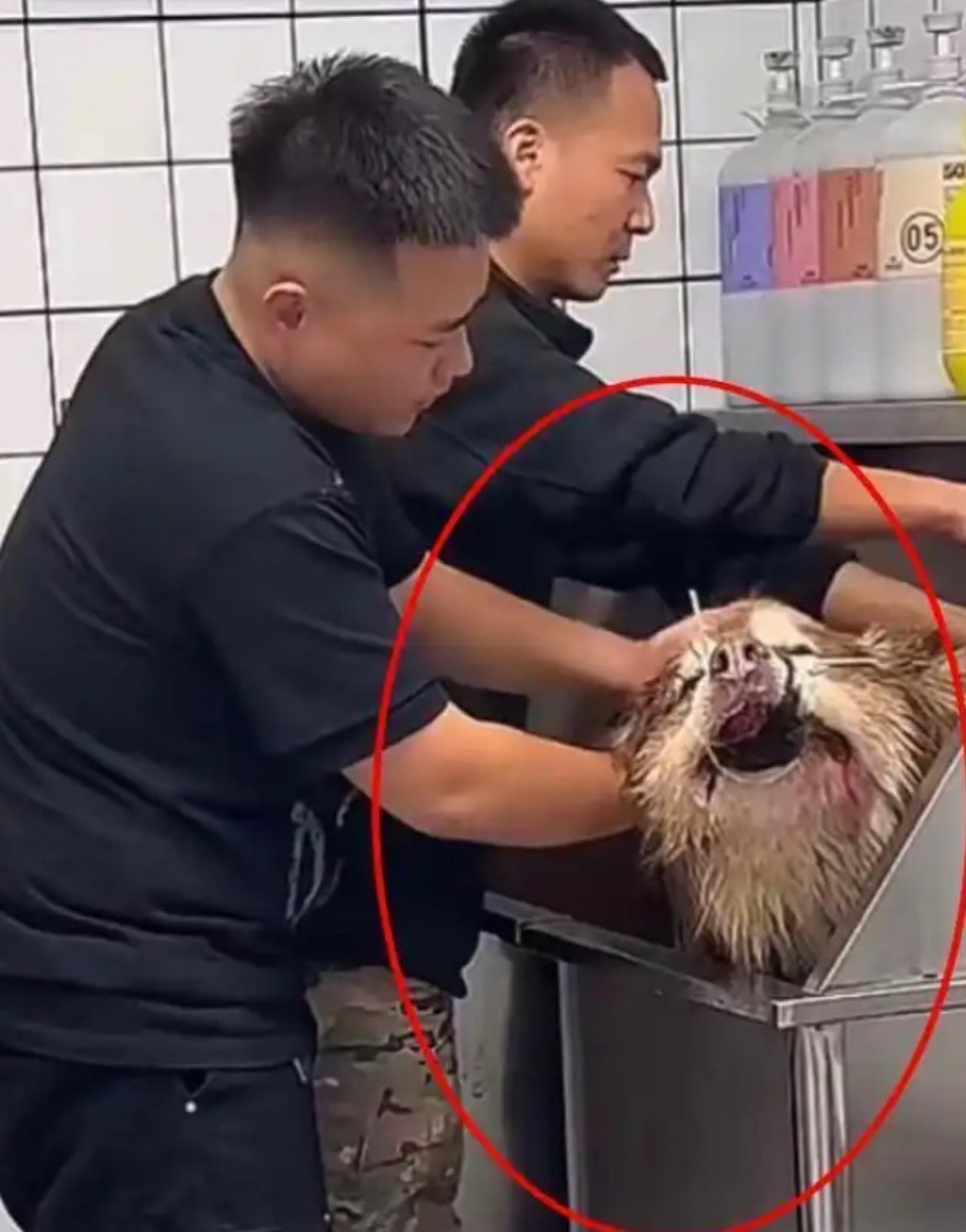 The dog was seen to be struggling while the influencer and a helper gave it a bath. Photo: Douyin