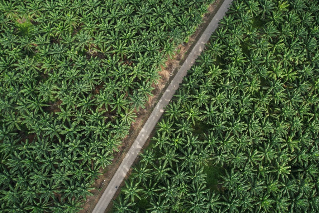 A palm oil plantation in Bogor, Indonesia, on January 13. Photo: Xinhua