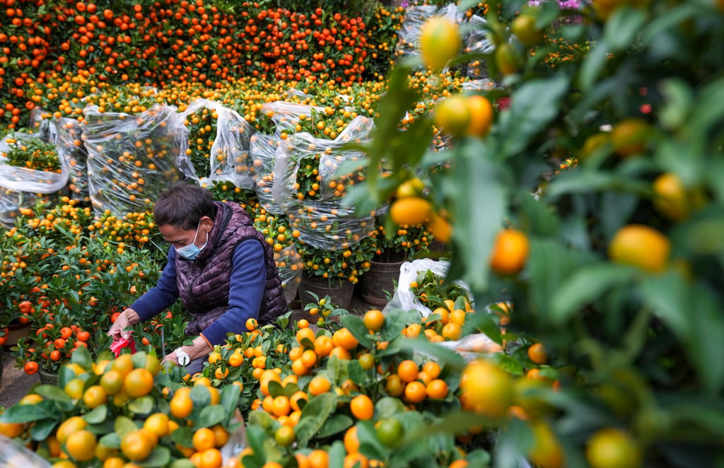 Botanical prices are down in southern China ahead of the Lunar New Year holiday as a mild winter and weak consumption weigh on retail profits. Photo: Sam Tsang