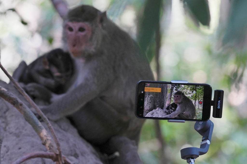 A YouTuber follows a mother and baby macaque with his iPhone near Bayon temple in the Angkor Archaeological Park. Authorities there are investigating the abuse of monkeys, and attacks by them on tourists. Photo: AP