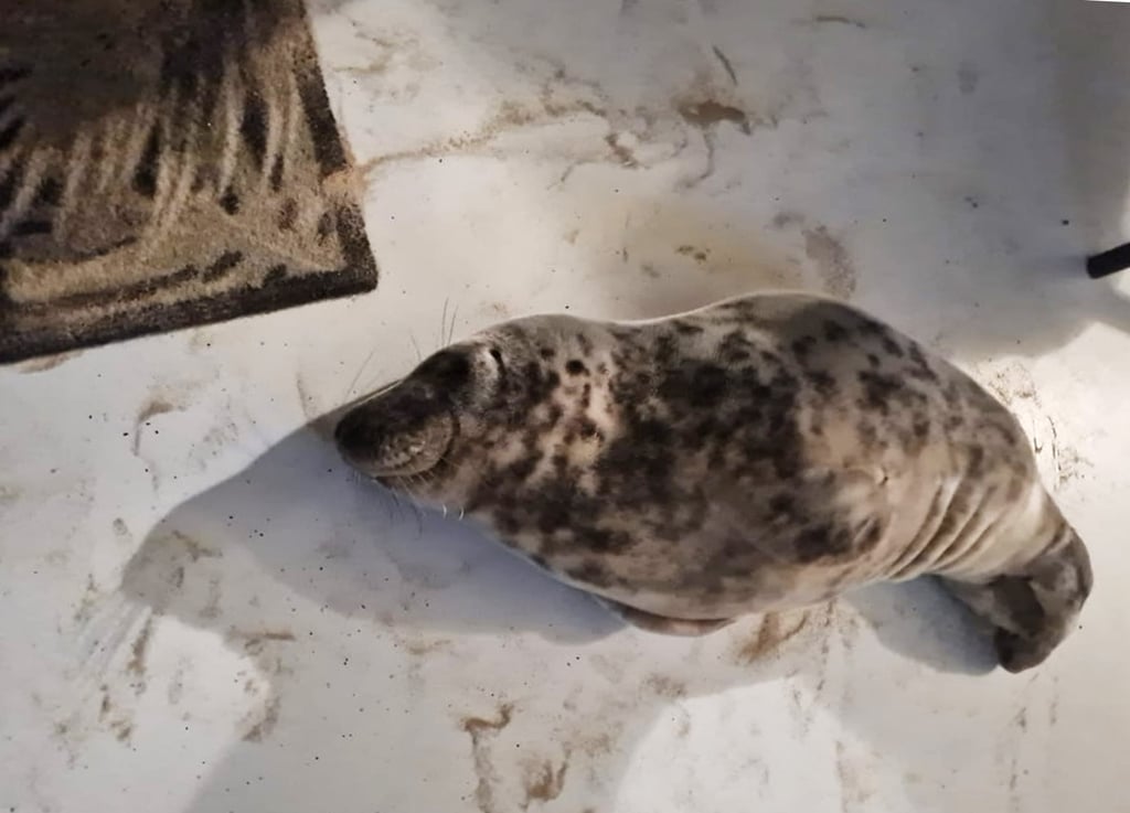 Despite their relatively placid appearance, seals can become aggressive and bite if provoked. Photo: Facebook/Stichting Dierenwelzijn Zeeland