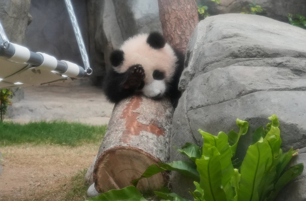 “Younger Brother” has chosen a log as his favourite spot in Ocean Park’s Giant Panda Adventure enclosure. Photo: May Tse